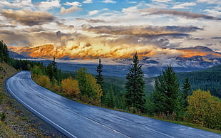 asphalt road on top of tree covered valley under white clouds during daytime